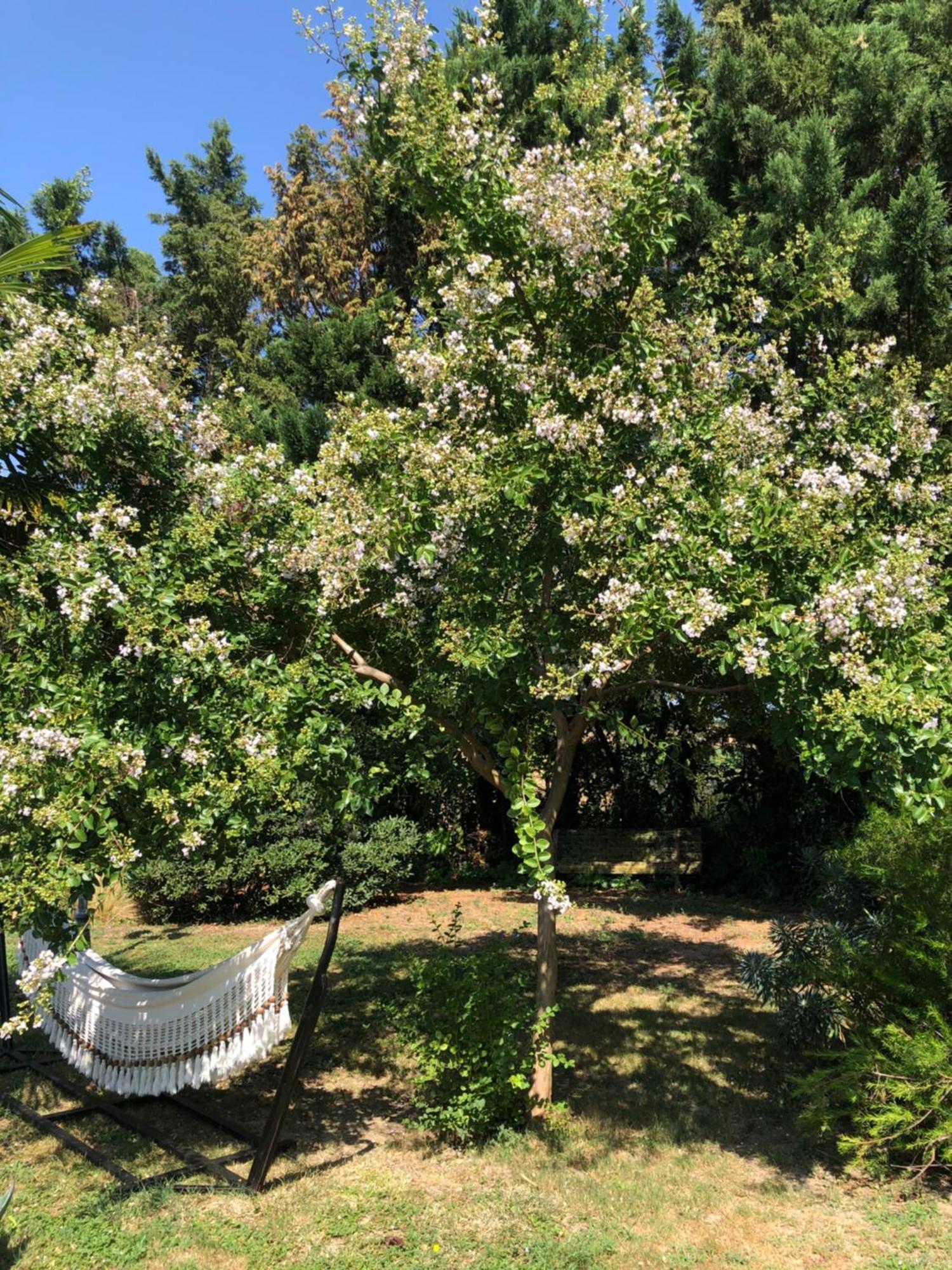Bed and Breakfast La Bastide De Negra Montesquieu-Lauragais Exterior foto